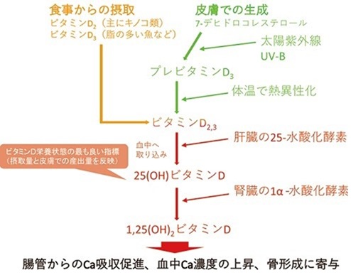 太阳先生小知识:“冬季日照时间减少对身体的影响”